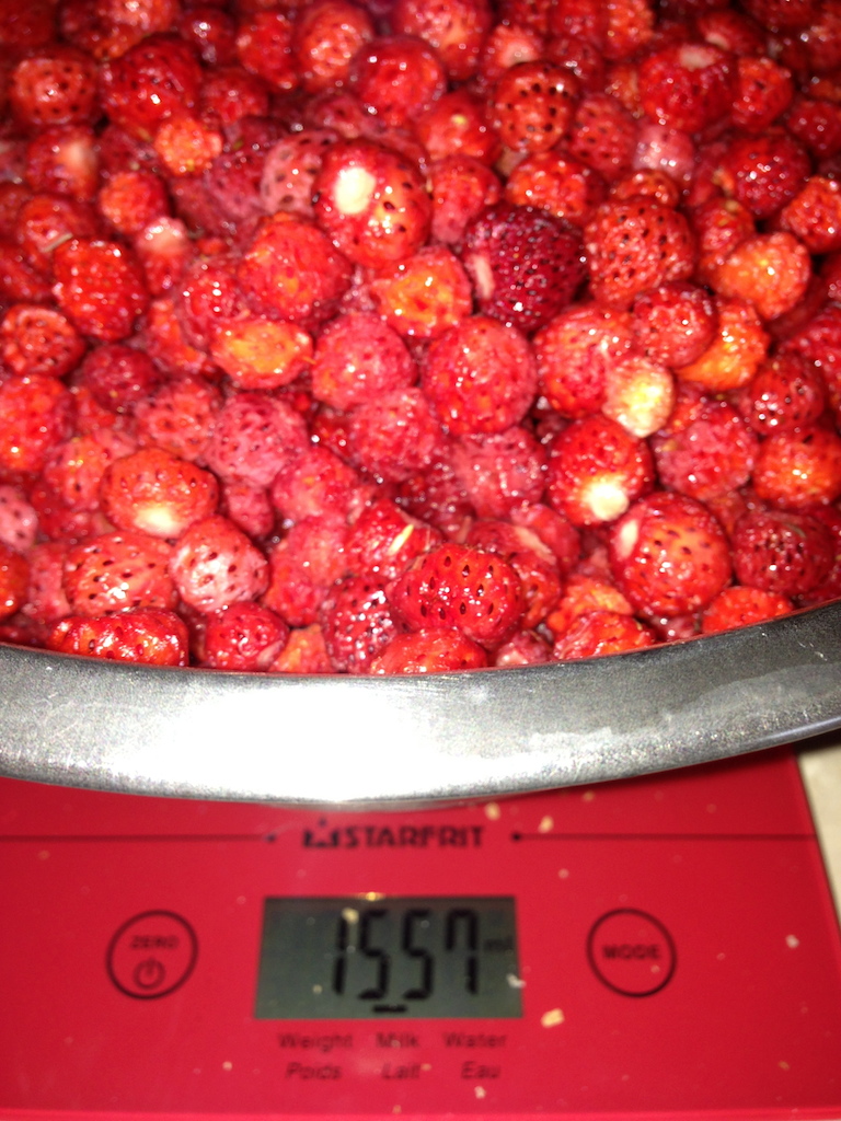 1554 petites fraises